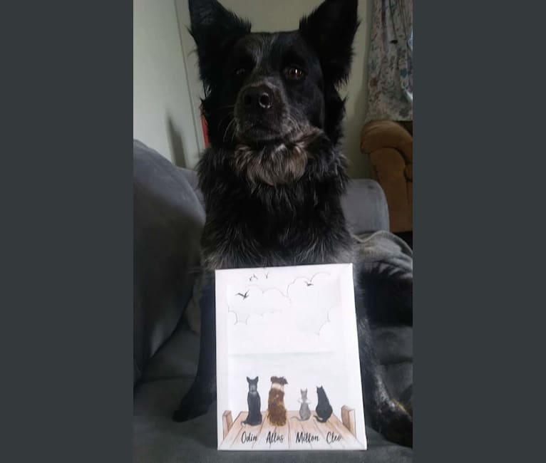 Odin 'stinky butt' Mussatti, an Australian Cattle Dog tested with EmbarkVet.com