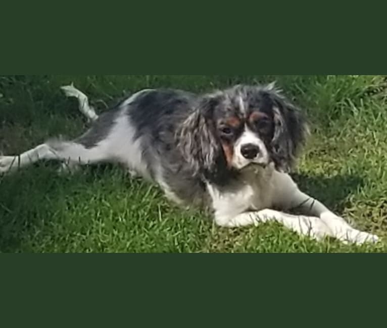 Blue merle cavalier king charles shop