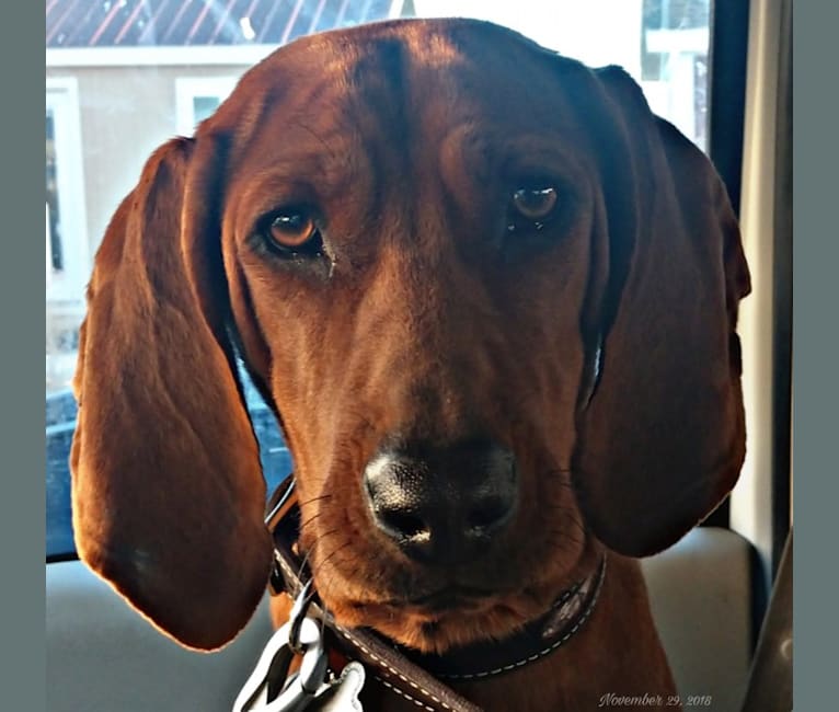 PR MCR Clementine Rose, a Redbone Coonhound tested with EmbarkVet.com