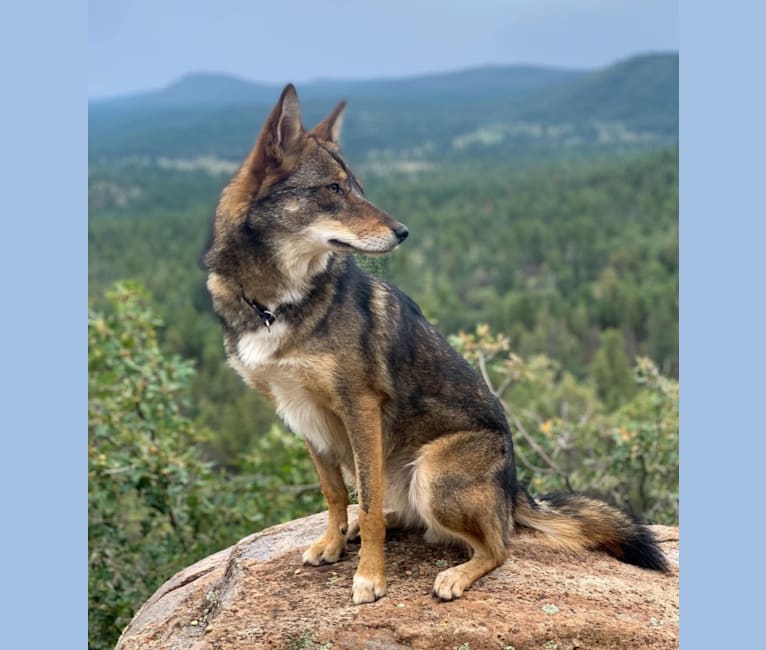 Cilantro, a Border Collie and Coyote mix tested with EmbarkVet.com