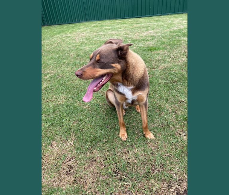 Kenny, an Australian Kelpie tested with EmbarkVet.com