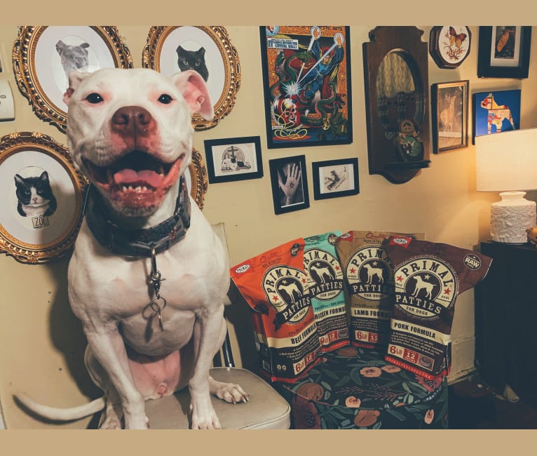 Nina, an American Bulldog and American Pit Bull Terrier mix tested with EmbarkVet.com