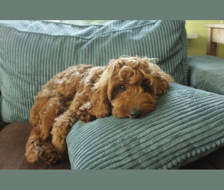 Doris, an English Cocker Spaniel (Working Type) and Poodle (Small) mix tested with EmbarkVet.com