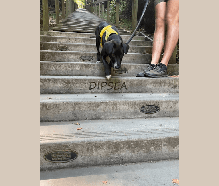 Dipsea, a Central Asian Village Dog tested with EmbarkVet.com