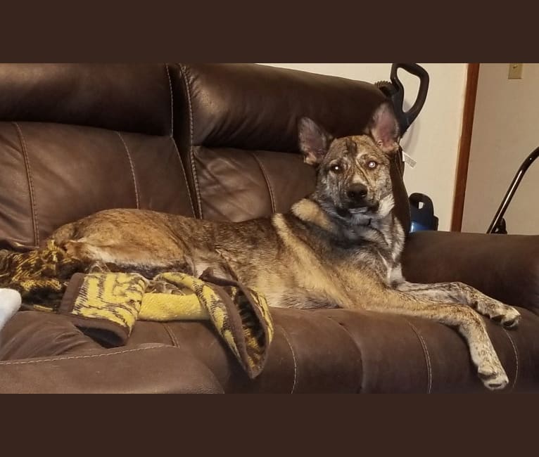 Photo of Rheagal Jr (RJ), a German Shepherd Dog, Siberian Husky, and Australian Cattle Dog mix in Tecumseh, Oklahoma, USA