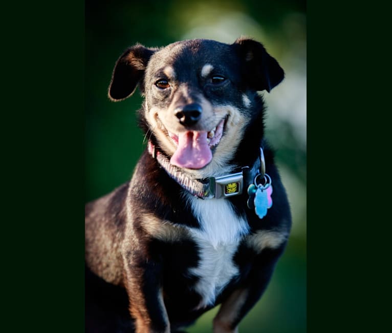 Buddy, a Chihuahua and Australian Cattle Dog mix tested with EmbarkVet.com