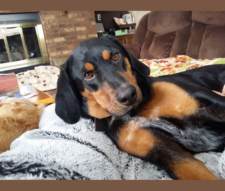 Black and tan coonhound shepherd mix deals