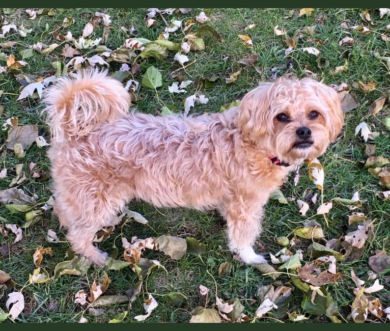 Lucy, a Yorkshire Terrier and Shih Tzu mix tested with EmbarkVet.com