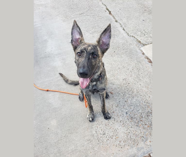 Presa canario mixed with discount german shepherd