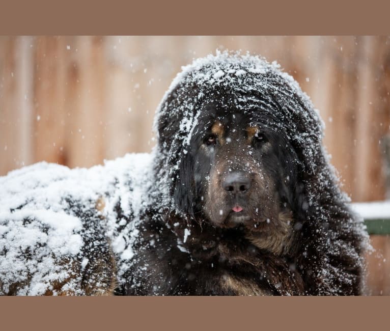 Big Joe, a Tibetan Mastiff tested with EmbarkVet.com