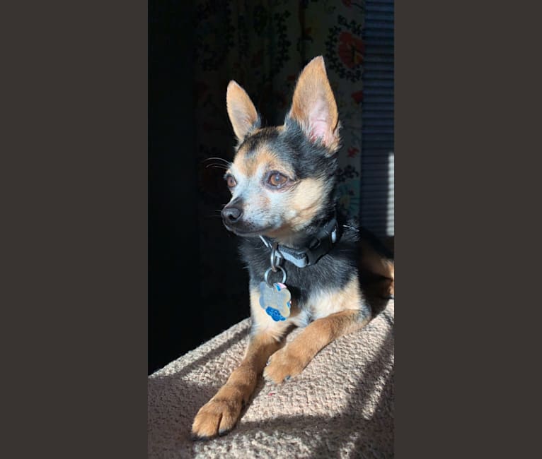 Photo of Larry, a Chihuahua, Yorkshire Terrier, and Miniature Pinscher mix in South Dakota, USA