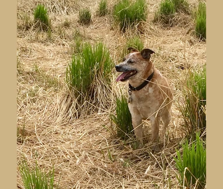 Asher, an Australian Cattle Dog and Russell-type Terrier mix tested with EmbarkVet.com