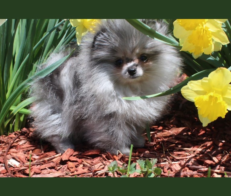 Dakota, a Pomeranian tested with EmbarkVet.com