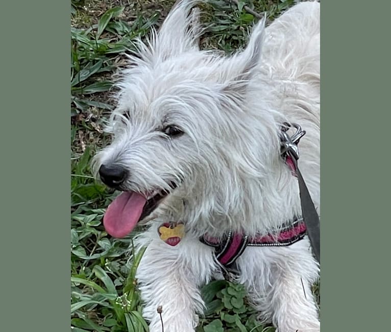 Roslyn, a West Highland White Terrier tested with EmbarkVet.com