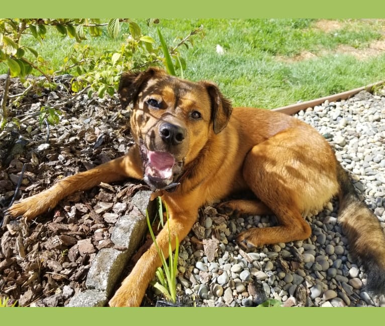 Photo of Oso, a Rottweiler and American Pit Bull Terrier mix in McKinleyville, California, USA