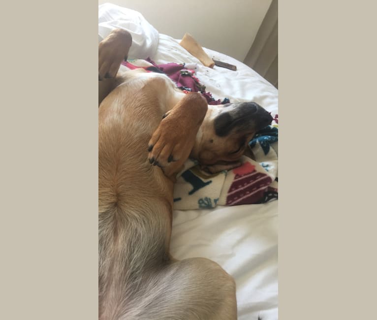 Photo of Rue, a Cocker Spaniel, American Pit Bull Terrier, Golden Retriever, Australian Cattle Dog, and Mixed mix in Riverside, California, USA