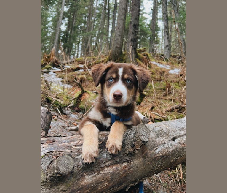 Mac, an Alaskan-type Husky and Labrador Retriever mix tested with EmbarkVet.com