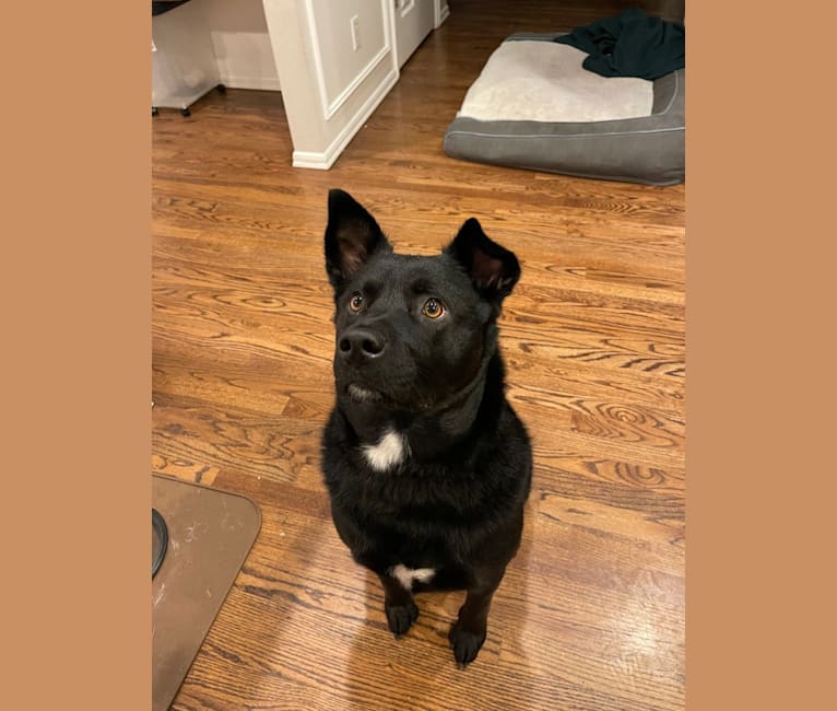Leo, an American Eskimo Dog and Rottweiler mix tested with EmbarkVet.com