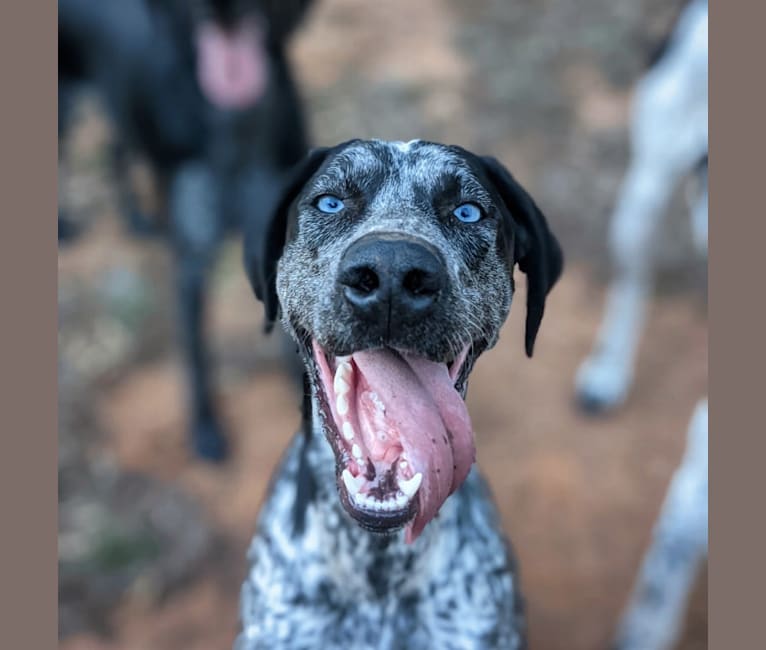 Skadi, a German Shorthaired Pointer and Alaskan-type Husky mix tested with EmbarkVet.com