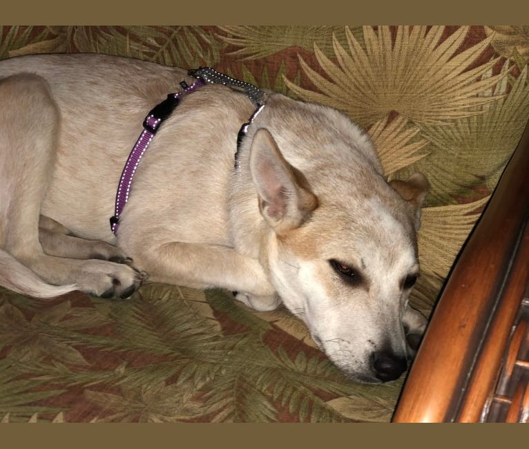 Photo of Skye, a Siberian Husky, Australian Cattle Dog, Catahoula Leopard Dog, and Chow Chow mix in Texas, USA