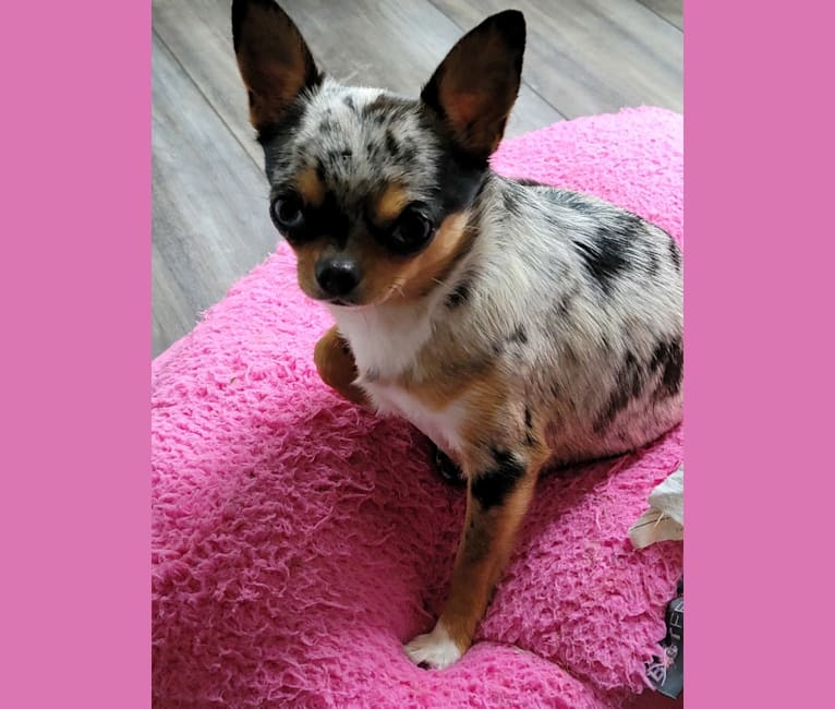 Sonja, a Chihuahua tested with EmbarkVet.com