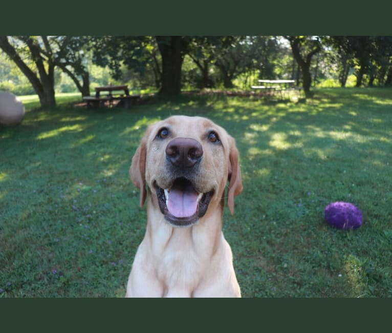 Ziggy, a Labrador Retriever tested with EmbarkVet.com