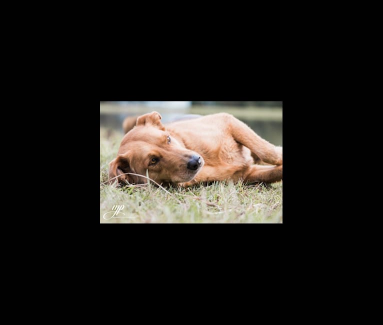 Rambo, a Labrador Retriever and Golden Retriever mix tested with EmbarkVet.com