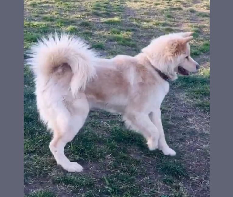 Sweet Pea, an Akita and American Bully mix tested with EmbarkVet.com