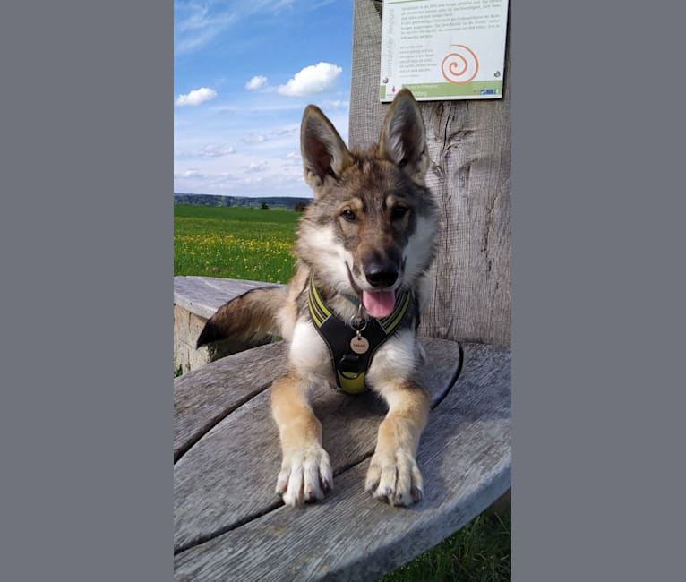 "Yakari"  Lone Tamaskan Arkham Bruce Wayne, a Siberian Husky and Alaskan Malamute mix tested with EmbarkVet.com