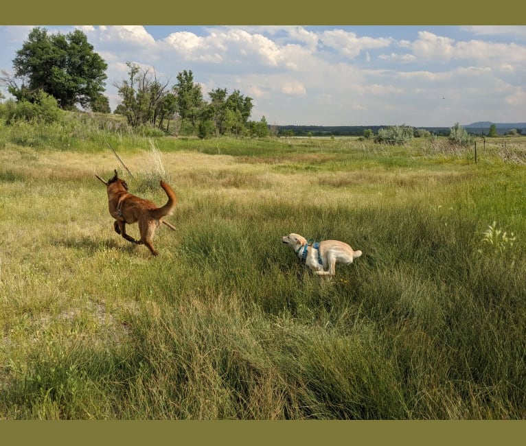 Donner, a Golden Retriever and German Shepherd Dog mix tested with EmbarkVet.com