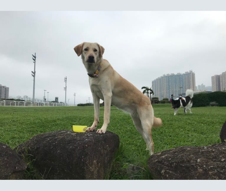 Photo of Tasha, an East Asian Village Dog and Golden Retriever mix in Hong Kong