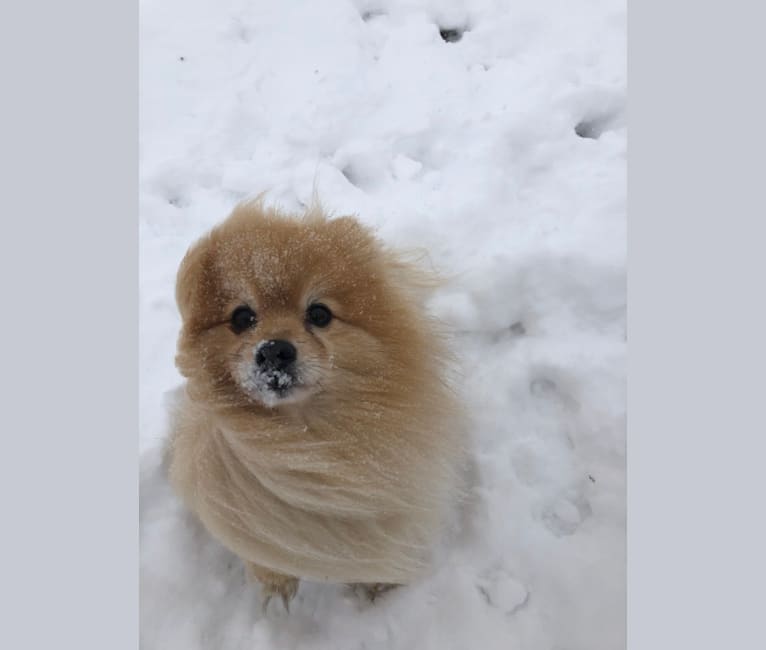 Photo of Grizzle, a Pomeranian  in Calgary, Alberta, Canada