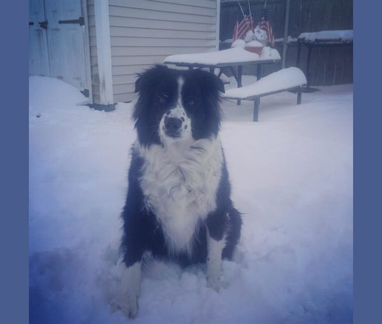 Apollo, a Border Collie and Australian Shepherd mix tested with EmbarkVet.com