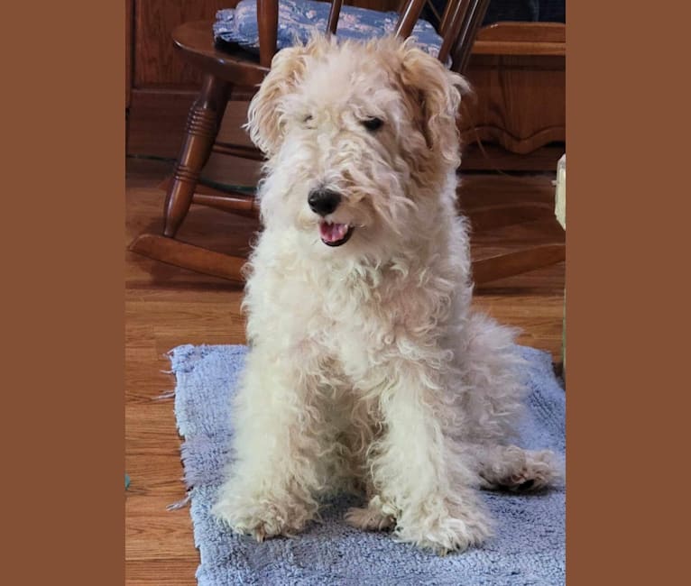 Maggie, a Wire Fox Terrier tested with EmbarkVet.com