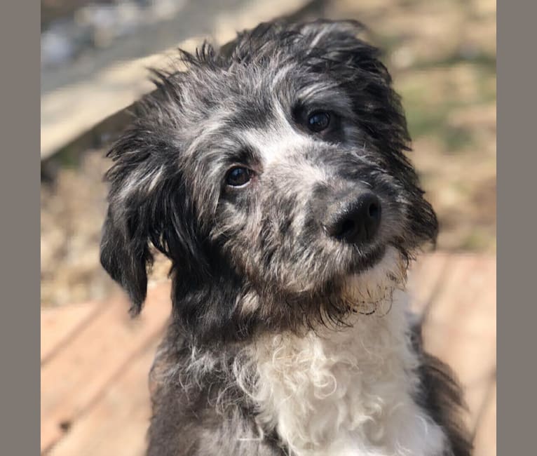 Photo of Cailin, a Poodle (Standard) and English Shepherd mix
