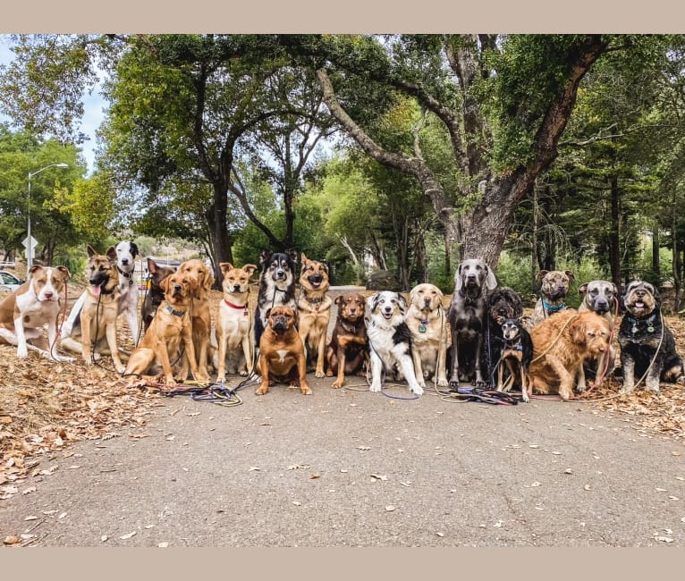Photo of Ellie, a German Shepherd Dog, American Pit Bull Terrier, and Great Pyrenees mix in Modesto, California, USA