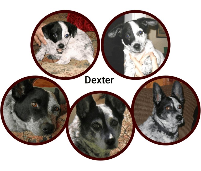 Photo of Dexter, a Chihuahua, Poodle (Small), American Pit Bull Terrier, and Mixed mix in Garden Grove, California, USA