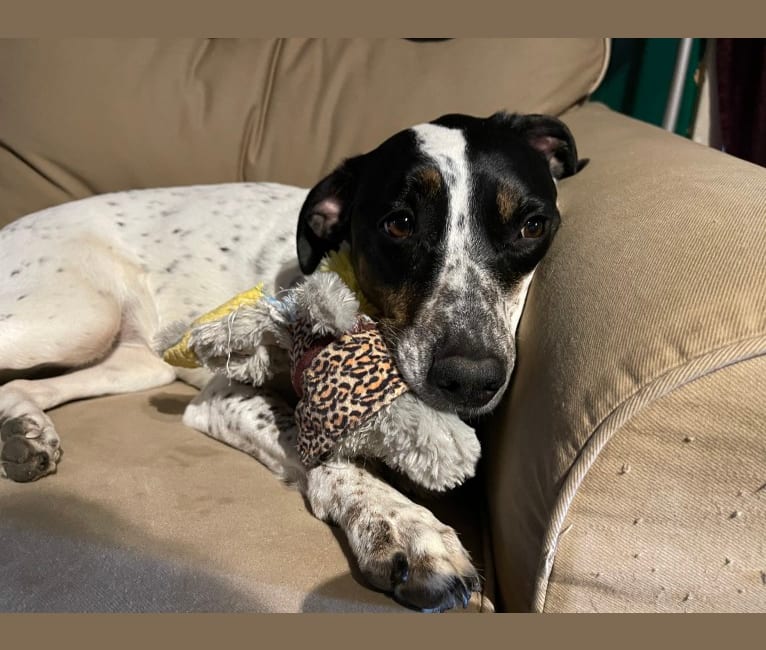 Cadpig, a Dalmatian and Boxer mix tested with EmbarkVet.com