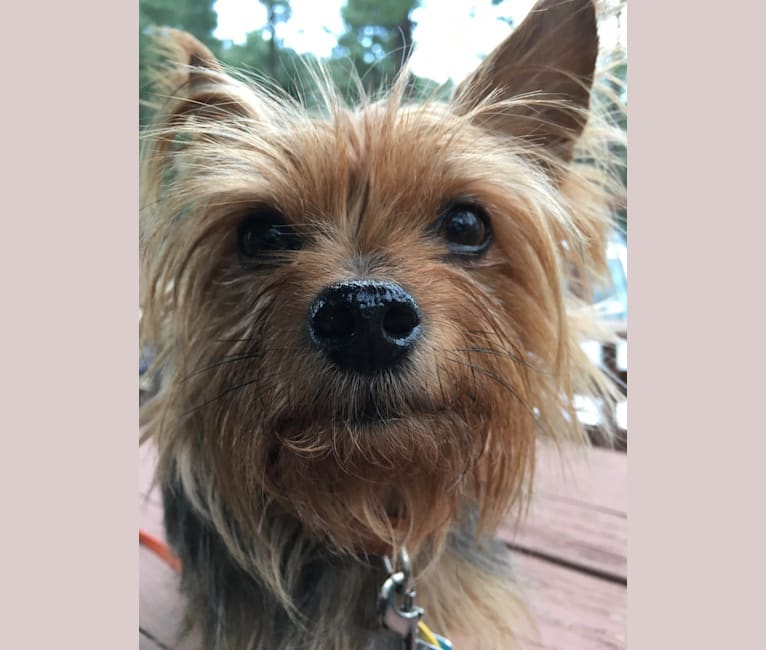 Razzee, a Yorkshire Terrier tested with EmbarkVet.com