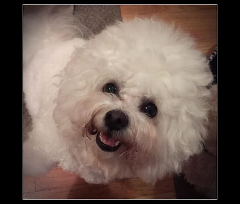 Georgia Caroline, a Bichon Frise tested with EmbarkVet.com