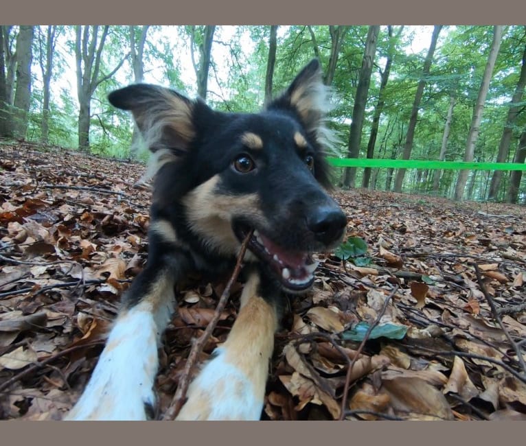 Photo of Nefro, an Eastern European Village Dog  in Bulgaria