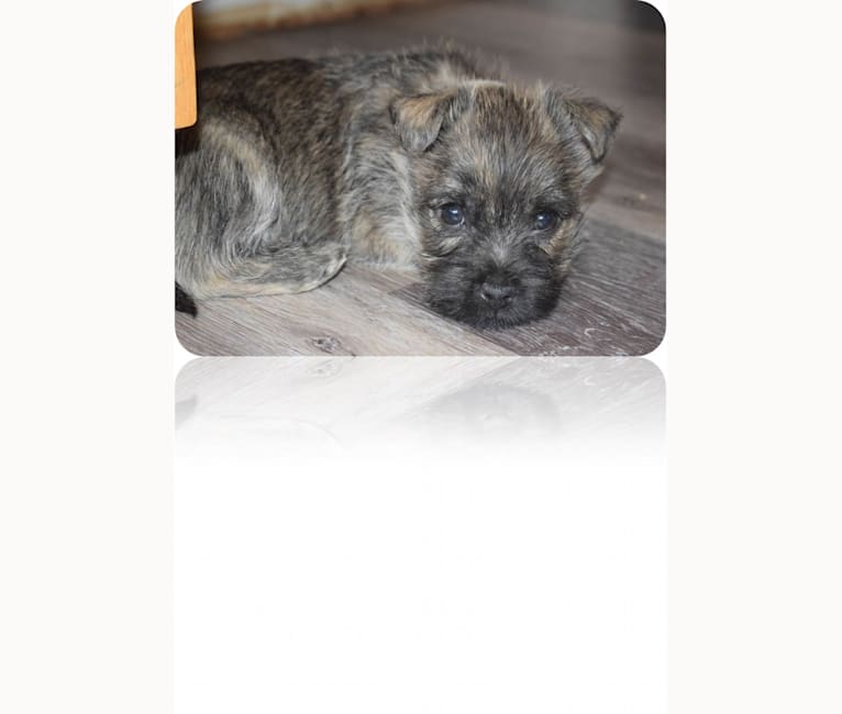 Tikva, a Cairn Terrier tested with EmbarkVet.com