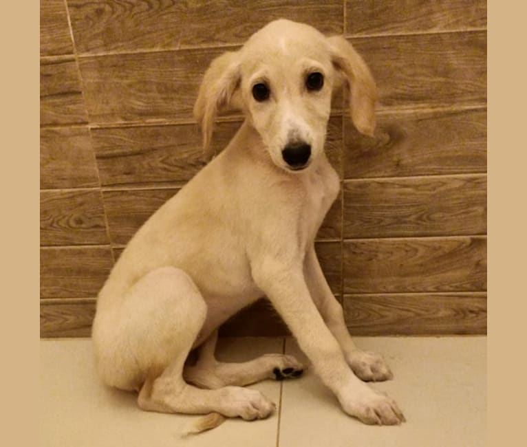 Cleo, a West Asian Village Dog and Saluki mix tested with EmbarkVet.com