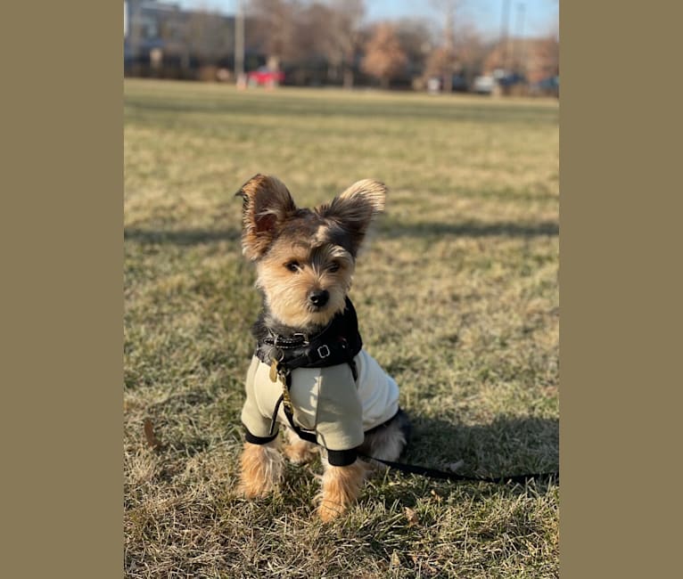 Louie, a Yorkshire Terrier and Pomeranian mix tested with EmbarkVet.com