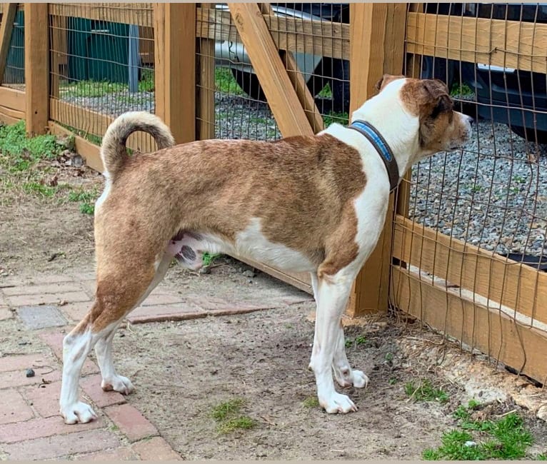 Thor, a Boston Terrier and Siberian Husky mix tested with EmbarkVet.com
