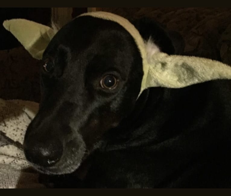 Weimaraner australian cattle dog mix hotsell