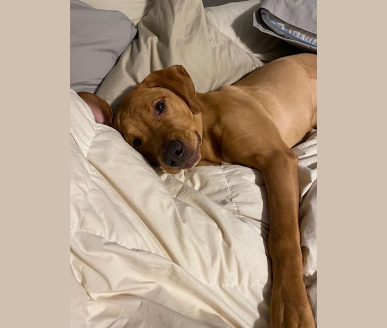 Murphy, a Pointer and Labrador Retriever mix tested with EmbarkVet.com
