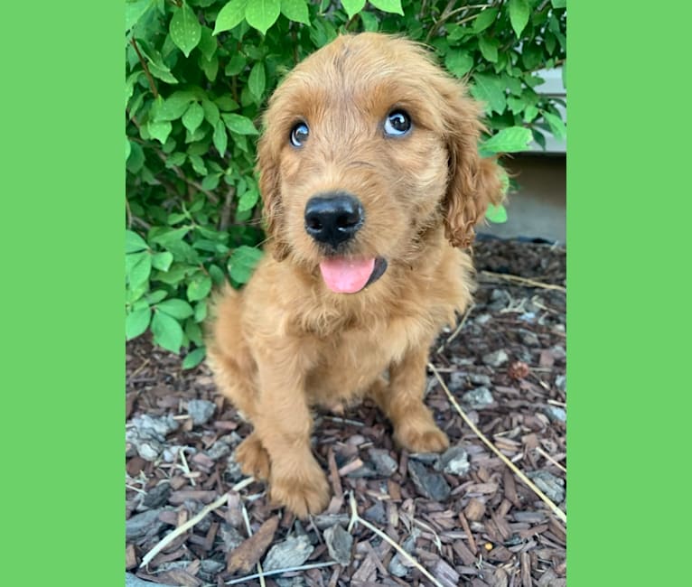 Gray Collar, a Goldendoodle tested with EmbarkVet.com