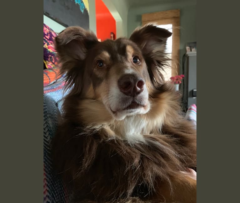 Rosie O'Doggell, an Australian Shepherd and German Shepherd Dog mix tested with EmbarkVet.com