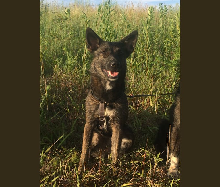 Annie, an Australian Cattle Dog and German Shepherd Dog mix tested with EmbarkVet.com